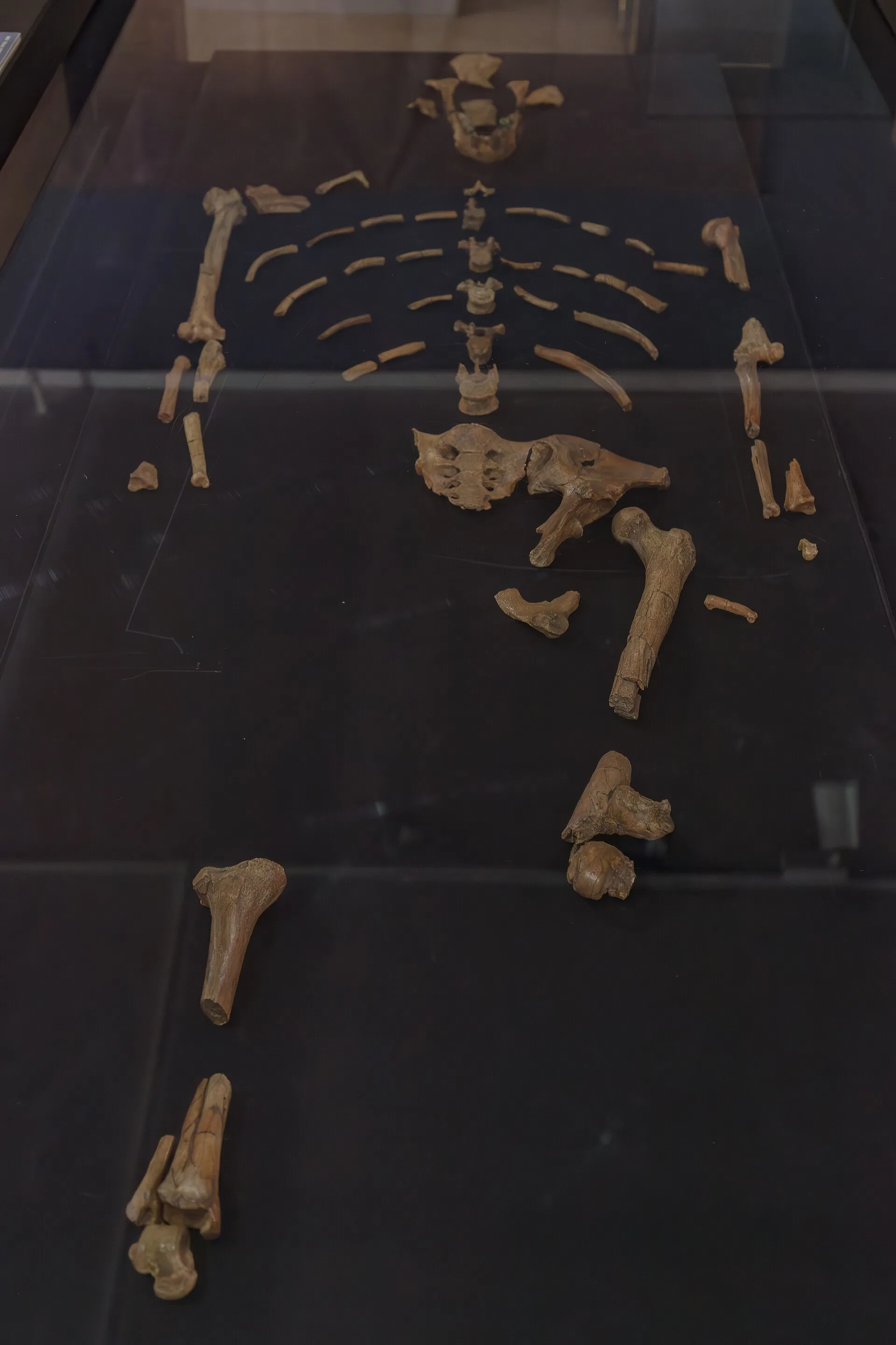 Restos de Lucy (Australopithecus afarensis), museo nacional de Etiopía, Adís Abeba, Etiopía, 2024-01-19, DD 23 Untitled