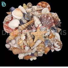Listing image for Mixed Shells Natural shell Seashells Beach Shell Wedding Display Craft Aquarium