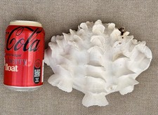 Listing image for Large Giant Ruffled Clam Half Shell Tridacna squamosa Natural Coastal Display