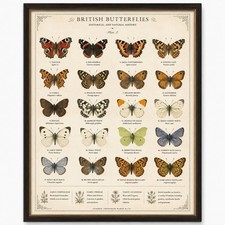 Listing image for British Butterflies Vintage Art Print A4 Poster Natural History Retro Wall Deco