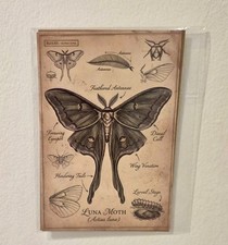 Listing image for Vintage Luna Moth Art Print Postcard 6x4 Inch Unframed Natural History Decor