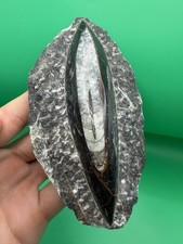 Listing image for Beautiful Orthoceras Fossil Paleozoic Era Moroccan Fossil Display