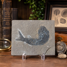 Listing image for Rare Fossil Fish Pholidophorus Americanus Jurassic New Mexico USA Display Stand