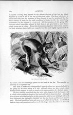 Listing image for Original Old Antique Print Natural History 1893-94 Indri Lemur Wild Animal 19th