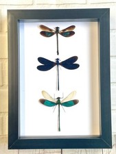Listing image for 3 x Damselfly Dragonfly Display Deep Shadow Box Frame Beetle Insect Butterfly