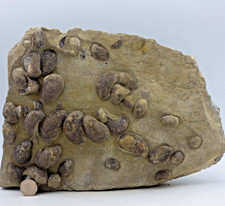 Listing image for Large Jurassic Fossil Gastropod Gryphaea Mortality South Wales UK Display Piece