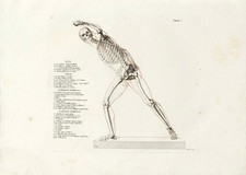 Listing image for Anatomical Skeleton Poster Wall Art - Vintage Medical Decor Home Decor