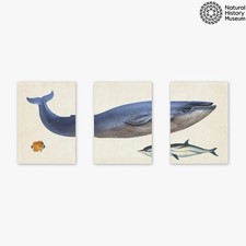 Listing image for EAST END PRINTS Natural History Museum 'Whale' Print Set of 3 White Frame