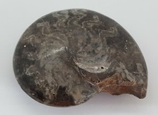 Listing image for Grey ammonite fossil collectible