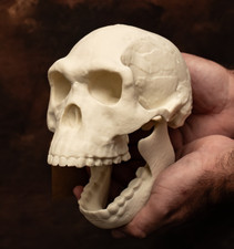 Listing image for Human Skull Replica Homo Habilis Skull Life Size Evolution Fossil Model