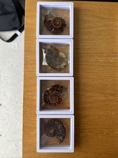 Listing image for Ammonite Fossil In Case with Stand Display