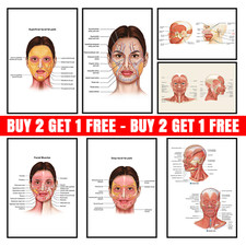 Listing image for FACE Anatomy Facial Fatpad MUSCLE/VEINS Detailed SCIENCE EDUCATION POSTER Print