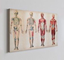 Listing image for Human Anatomy Chart Canvas Print Wall Art, Modern Home Decor Wall Hanging