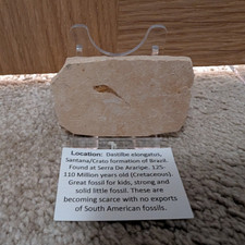 Listing image for Fish Fossil Specimen in Rock on Display Stand with Label.
