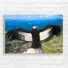 Listing image for Andean Condor Canvas Print Large Picture Wall Art