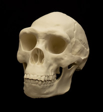 Listing image for Homo Erectus Skull Replica Life Size Human Evolution Ancestor Anthropology Model