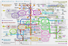 Listing image for Biology Knowledge Poster Human Metabolic Pathways Chart