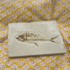 Listing image for Fossilized Fish Specimen on Stone Matrix Fossil Display Piece