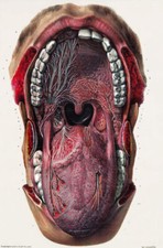 Listing image for ML19 Vintage 1800's Medical Mouth & Tongue Surgical Anatomy Poster Re-Print A4