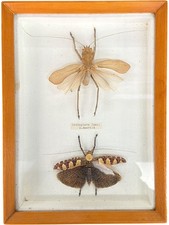Listing image for Framed South America Orthoptera Insect Display Taxidermy Collectible