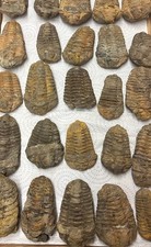 Listing image for 🐚 Diacalymene Trilobite Fossil 5-7cm from Morocco | Rare Paleo Collectible |