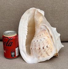 Listing image for Large Natural Queen Helmet Sea Shell Display Specimen Cassis madagascariensis