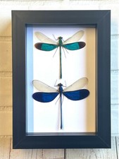 Listing image for Damselfly Pair (Neurobasis) Dragonfly Display Shadow Box Frame Insect Beetle Bug