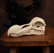 Listing image for Dodo Skull Replica Life Size Extinct Bird Fossil Skull Natural History Model