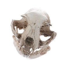 Listing image for Cat Skull, Resin Skeleton Head Scale Model Decorations, 6.5 x 6.5 x 9cm