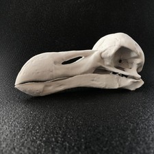 Listing image for Life Size Dodo Skull Replica – realistic 3D printed bone white PLA display model