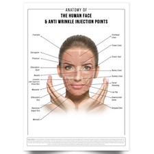 Listing image for Anti Wrinkle Face Anatomy Poster Detailed Skincare Cosmetics Poster A5-A1