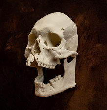 Listing image for Human Skull Wall Hanger Life Size Gothic Decor Dark Academia