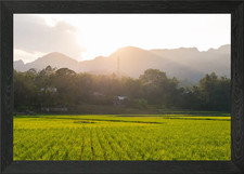 Listing image for Toraja rice field Framed Wall Art Poster Canvas Print Picture