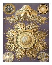 Listing image for Vintage Marine Life Wall Art Poster - Nautical Decor Premium Quality