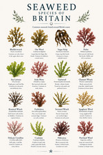 Listing image for Seaweed Species of Britain Marine Algae Poster Print Framed Canvas Wall Art
