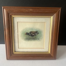 Listing image for Vintage Framed Bird Print Moorhen Natural History Illustration 18cm