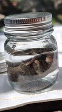 Listing image for mouse Wet Specimen Taxidermy Oddities Curiosities Collectible Display