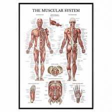 Listing image for Muscular System Human Muscle Anatomy Chart Body Educational Poster A4 A3 A2 A1