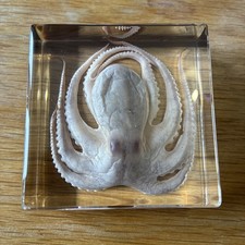 Listing image for Taxidermy Octopus Animal In Resin Mold Gothic Home Decor Rare Paperweight New
