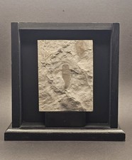 Listing image for Silurian Eurypterid Sea Scorpion Fossil Pair in Wooden Display Case