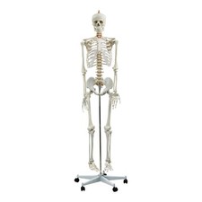 Listing image for Life-Size Skeleton - Anatomically Correct Medical Human Skeleton Model - 180CM