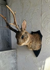 Listing image for Jackalope Rabbit Mount - Curiosity Cabinet Oddity - Gothic Decor
