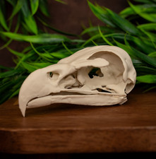 Listing image for Bald Eagle Skull Replica Bird Of Prey Skull Raptor Natural History Display
