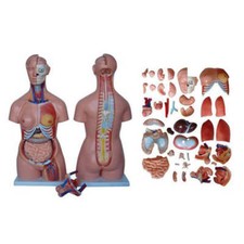 Listing image for 66fit™ Anatomical Torso - 40 Parts - 85cm - Medical Training Aid