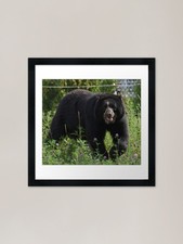 Listing image for Andean Bear Framed Art Print Framed Wall Art Poster Canvas Print Picture