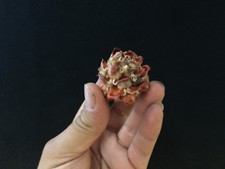 Listing image for Curiosity Cabinet / Natural Decoration / Leucadendron Pubescens Flower