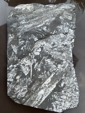 Listing image for Carboniferous Fossil Fern Plant Plate Shale Palaeobotany Collectible Specimen