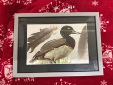 Listing image for Natural History Display, Tattooist, Educational , Vintage Duck Art Real Feathers