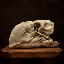 Listing image for Gastornis Skull Replica Terror Bird Diatryma Museum Display Bird Skull 8 Inch