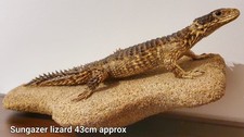 Listing image for Sungazer Lizard Reptile Taxidermy Display Collectible